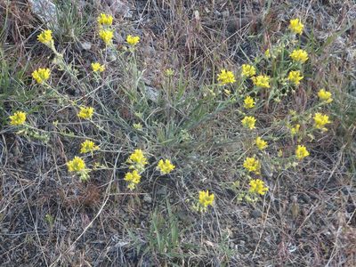 Physaria douglasii, photographed by dougbrown