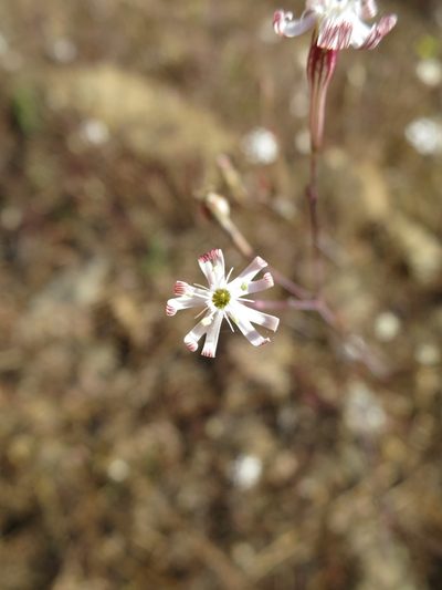 Silene portensis, photographed by Ricardo Lima