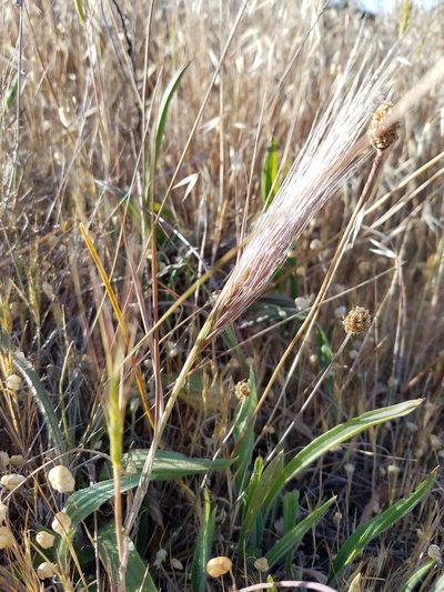 Elymus multisetus, photographed by D Defreese