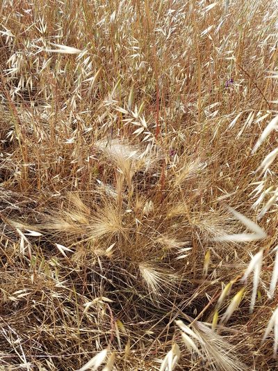 Elymus multisetus, photographed by D Defreese