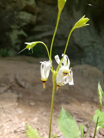 Primula frenchii, photographed by John Brown
