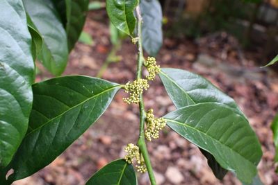 Oecopetalum mexicanum, photographed by Neptalí Ramírez Marcial