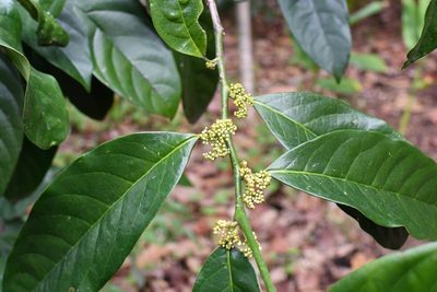 Oecopetalum mexicanum, photographed by Neptalí Ramírez Marcial