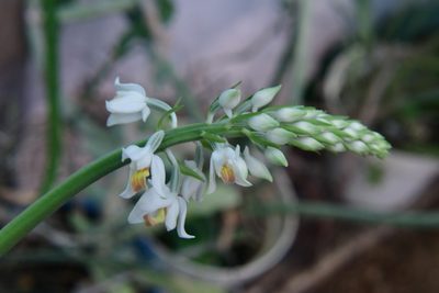 Calanthe calanthoides, photographed by Neptalí Ramírez Marcial