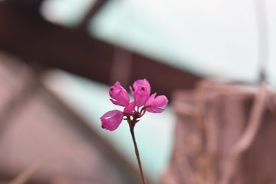 Domingoa purpurea, photographed by Neptalí Ramírez Marcial
