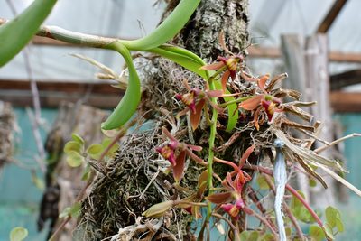 Epidendrum radioferens, photographed by Neptalí Ramírez Marcial