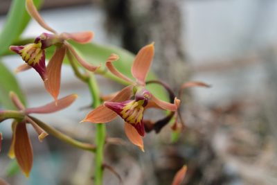Epidendrum radioferens, photographed by Neptalí Ramírez Marcial