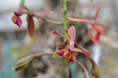 Epidendrum radioferens, photographed by Neptalí Ramírez Marcial