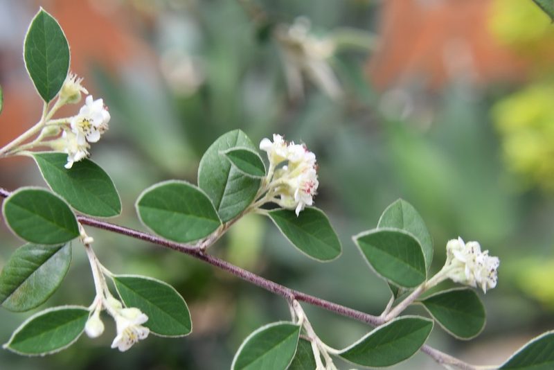 Malacomeles nervosa, photographed by Neptalí Ramírez Marcial