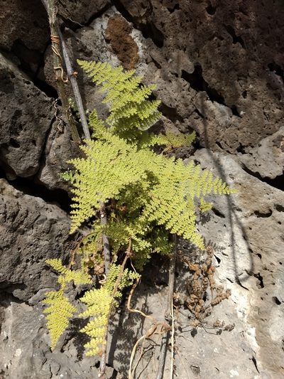 Myriopteris lendigera, photographed by Diana Fuentes