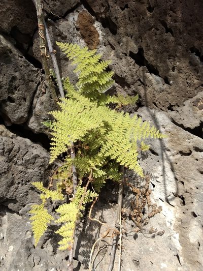 Myriopteris lendigera, photographed by Diana Fuentes