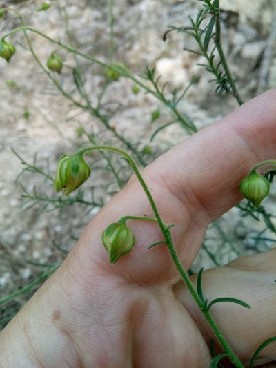 Fumana scoparia, photographed by Karim Haddad