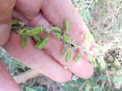 Reseda alba, photographed by Karim Haddad