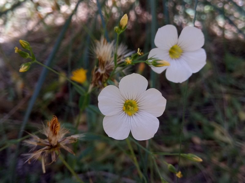 Linum corymbiferum, photographed by Karim Haddad