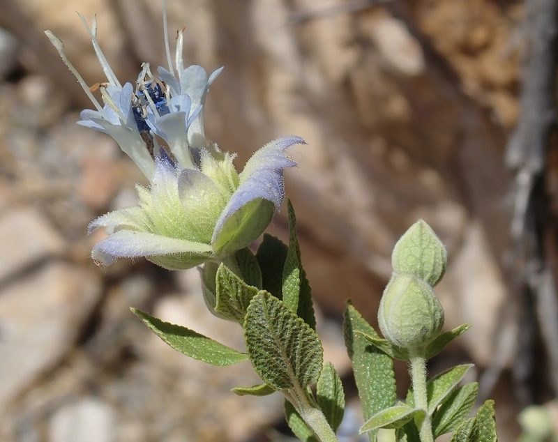 Salvia mohavensis, photographed by P Holroyd
