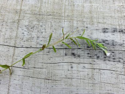 Epilobium pallidiflorum, photographed by Jacqui Geux