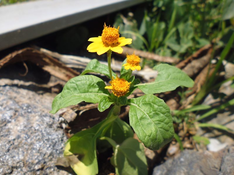 Heliopsis annua, photographed by monictoz