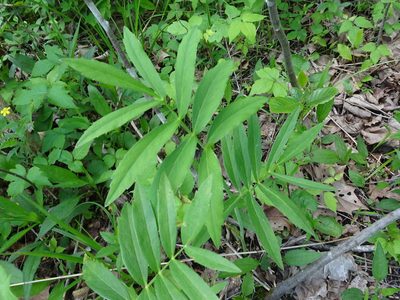 Oxypolis rigidior, photographed by Thomas Koffel