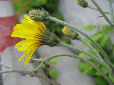 Hieracium maculatum, photographed by rboles
