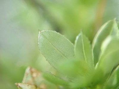 Mnium spinulosum, photographed by Randal