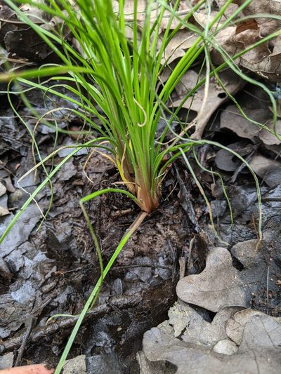 Isoetes melanopoda, photographed by Nathan Aaron