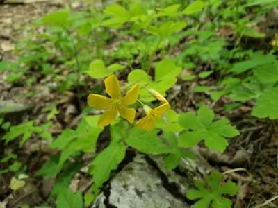 Oxalis grandis, photographed by John Brown