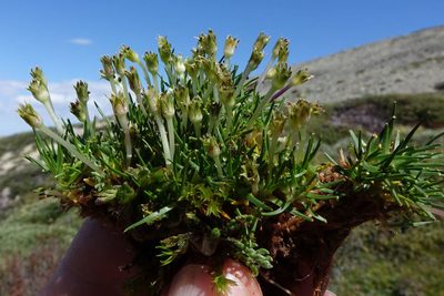 Colobanthus apetalus, photographed by John Barkla