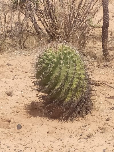 Ferocactus herrerae, photographed by Tereka Lasso