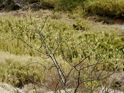 Salix fulvopubescens, photographed by Jacy Chen