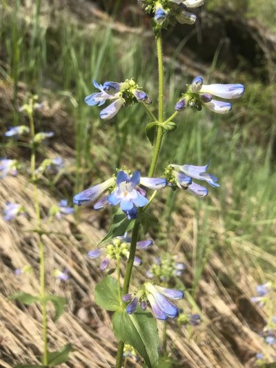 Penstemon wilcoxii, photographed by colinpena