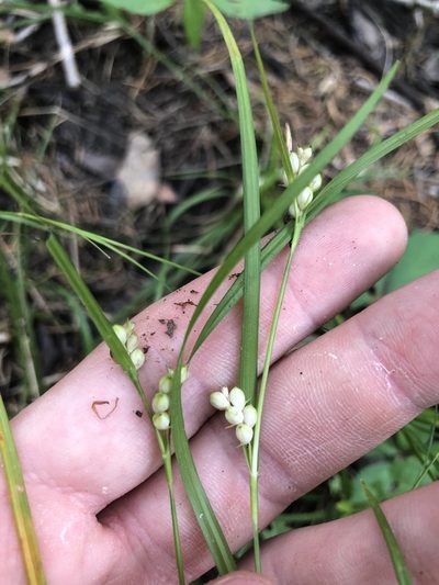 Carex bulbostylis, photographed by John Kees