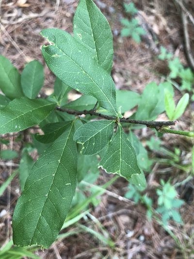 Sideroxylon lycioides, photographed by John Kees