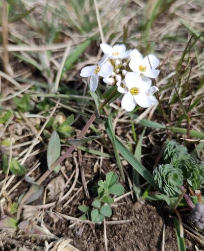 Noccaea thlaspidioides, photographed by Юлия