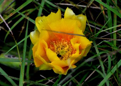 Opuntia lindheimeri, photographed by Wes Copas