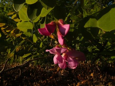 Robinia hispida, photographed by Lucian Vazquez