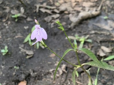 Dianthera ovata, photographed by Cazody