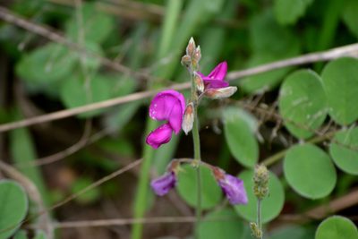 Tephrosia lindheimeri, photographed by Wes Copas