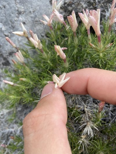 Linanthus watsonii, photographed by Grant Chovil