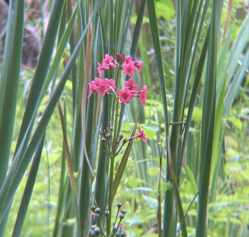 Primula japonica, photographed by Leah Fulton