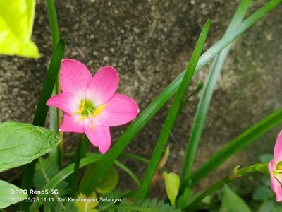 Zephyranthes carinata, photographed by Ong Jyh Seng