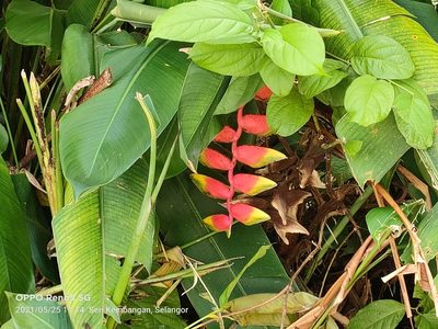 Heliconia rostrata, photographed by Ong Jyh Seng