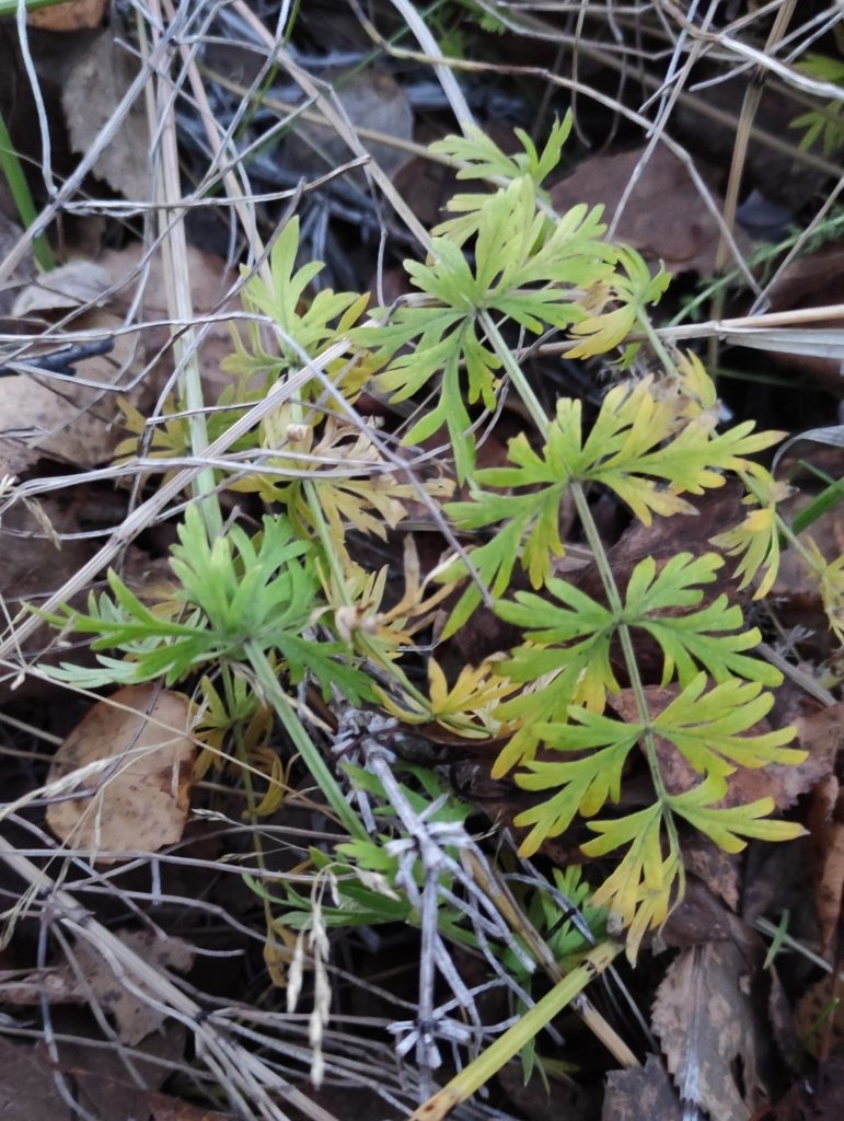 Seseli condensatum, photographed by Юлия