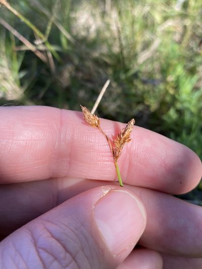Fimbristylis ferruginea, photographed by Greg Tasney
