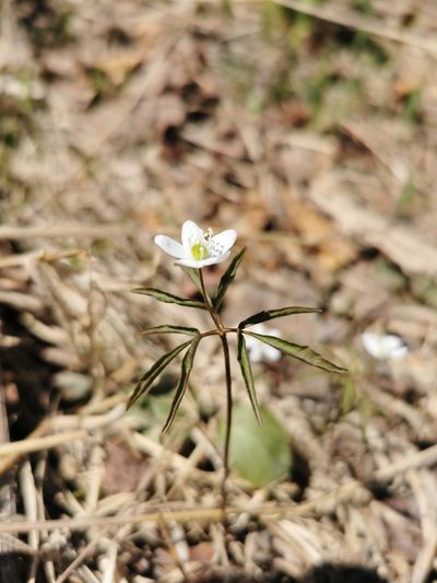 Anemonoides debilis, photographed by Валерия Ковалева