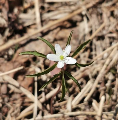 Anemonoides debilis, photographed by Валерия Ковалева