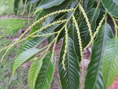 Castanea crenata, photographed by Marco Mussita