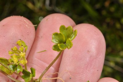 Azorella pallida, photographed by Pieter Pelser