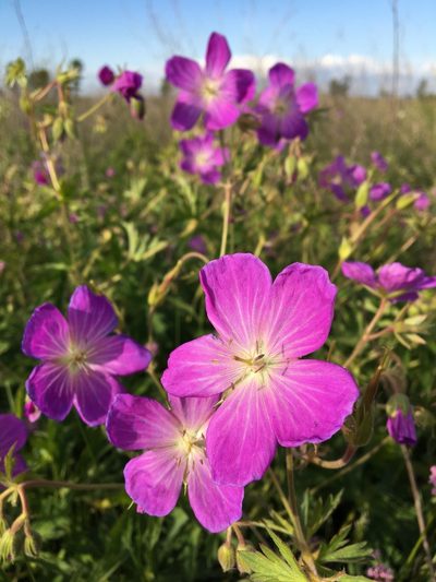 Geranium oreganum, photographed by Ed Alverson