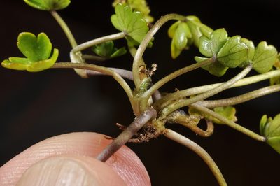 Azorella pallida, photographed by Pieter Pelser