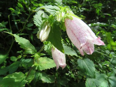 Campanula punctata, photographed by Marco Mussita